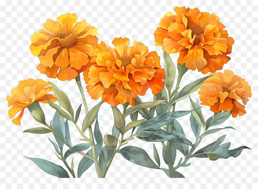 Fleurs De Souci，Soucis Oranges PNG