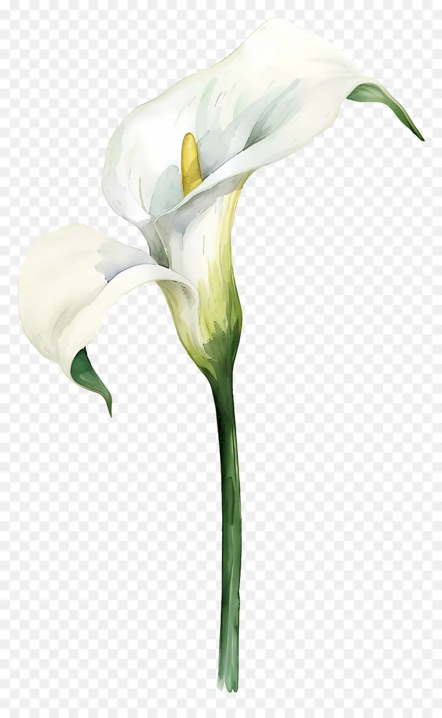 Lily Calla，Lys Calla Blanc PNG