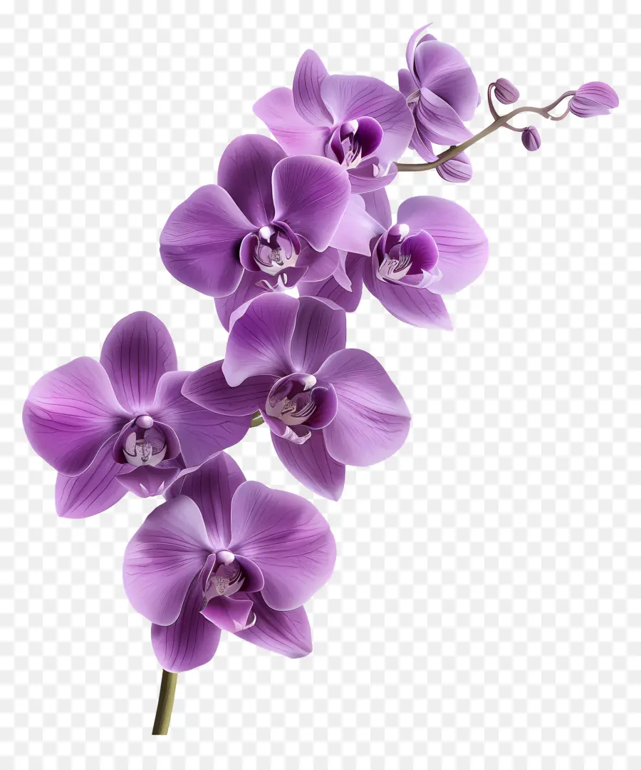 Fleur D'orchidée，Orchidée Blanche PNG