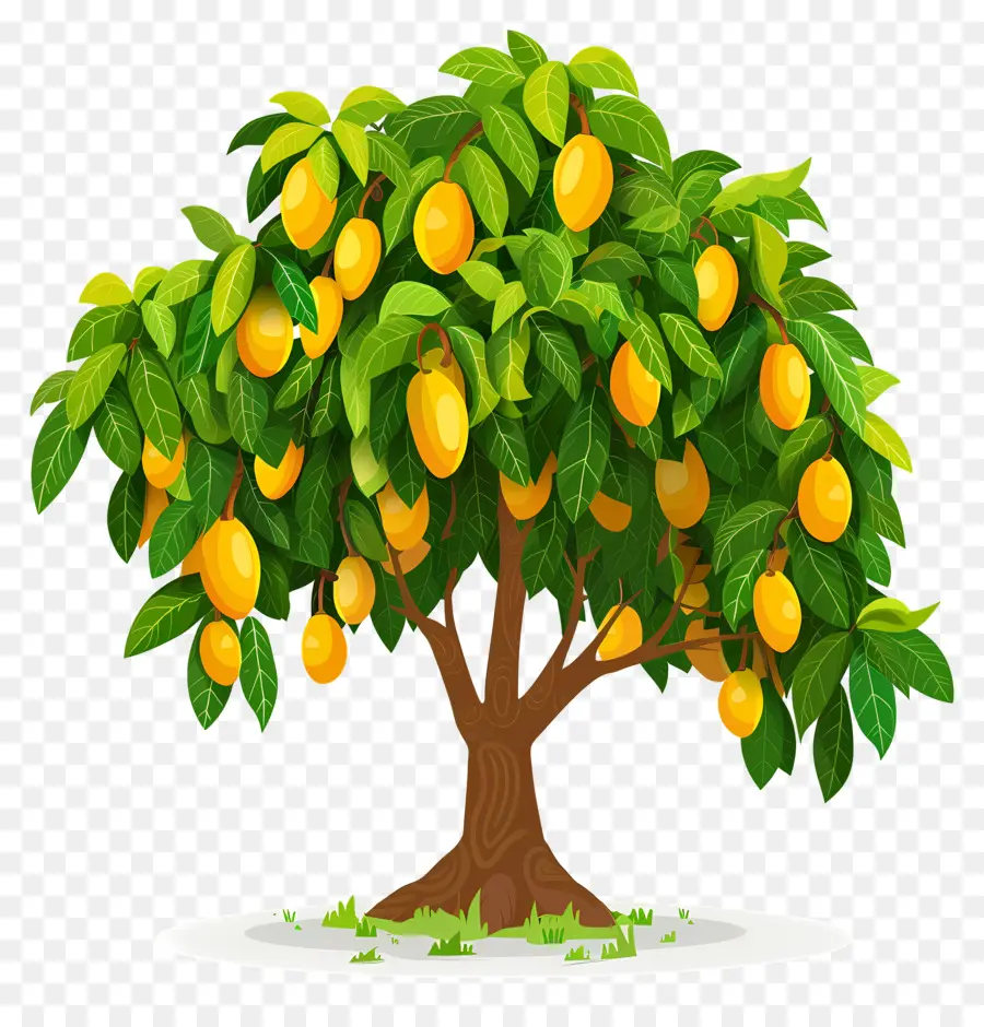 Manguier，Fruit PNG