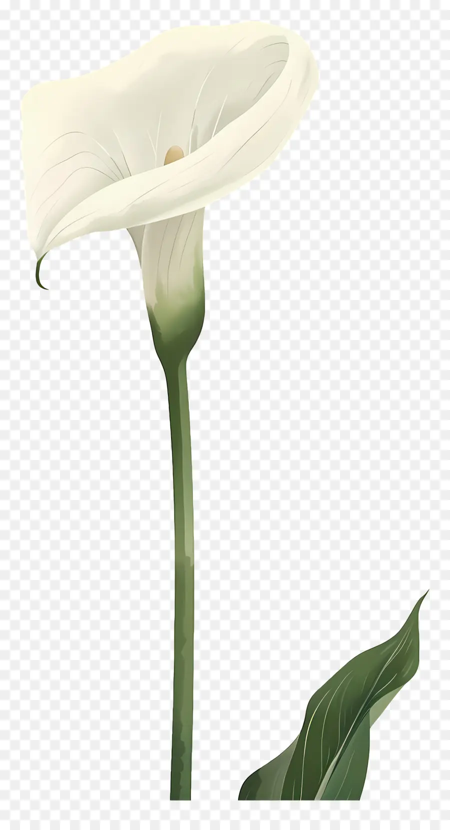 Lily Calla，Lys Calla Blanc PNG