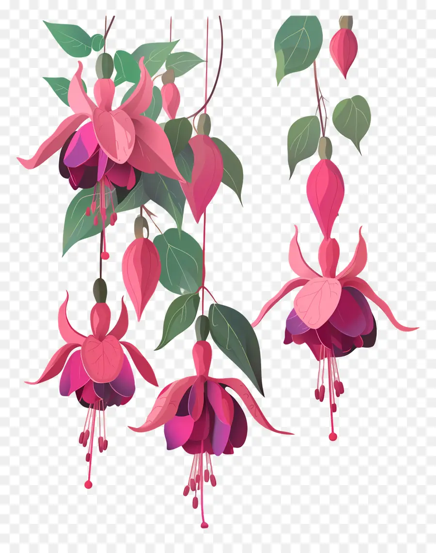 Fleurs Suspendues，Fleurs Fuchsia Roses PNG