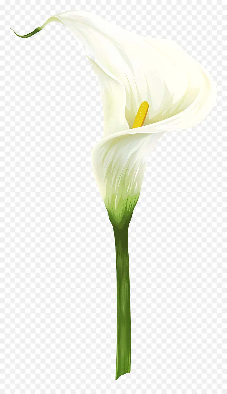 Lily Calla，Lys Calla Blanc PNG