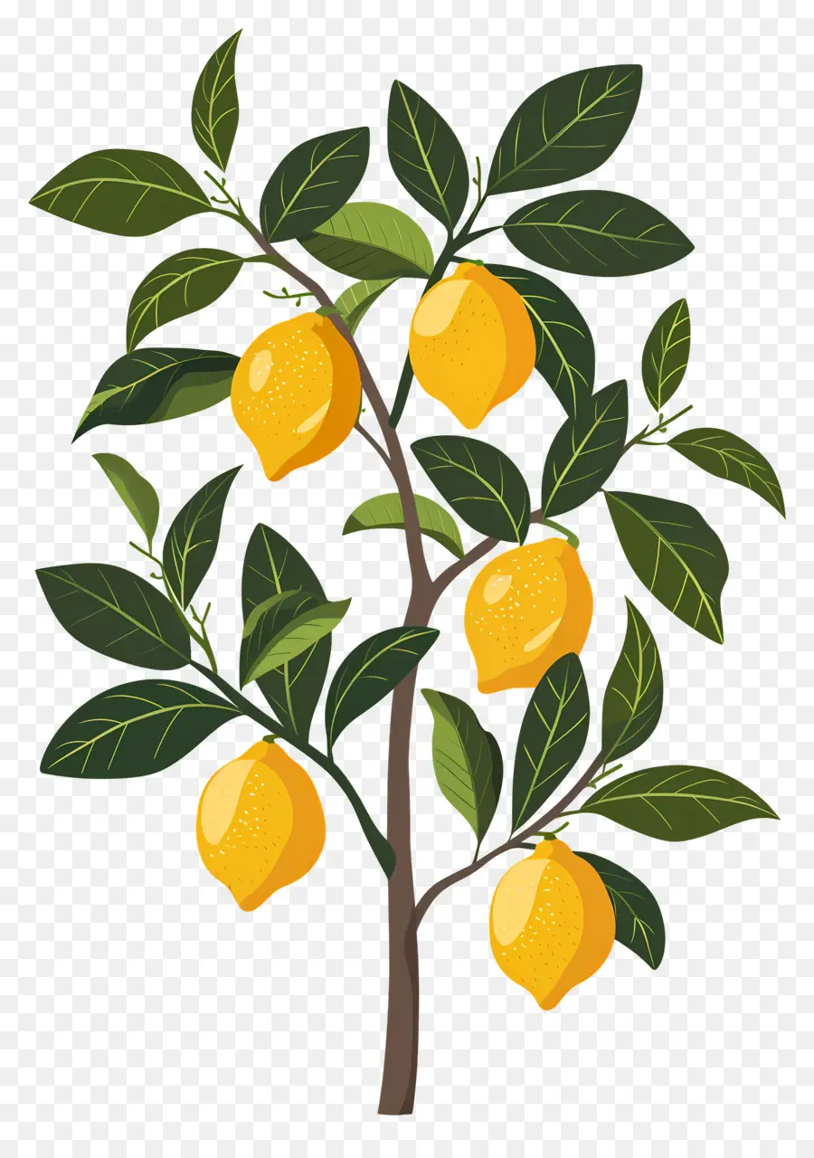 Citronnier，Citron PNG