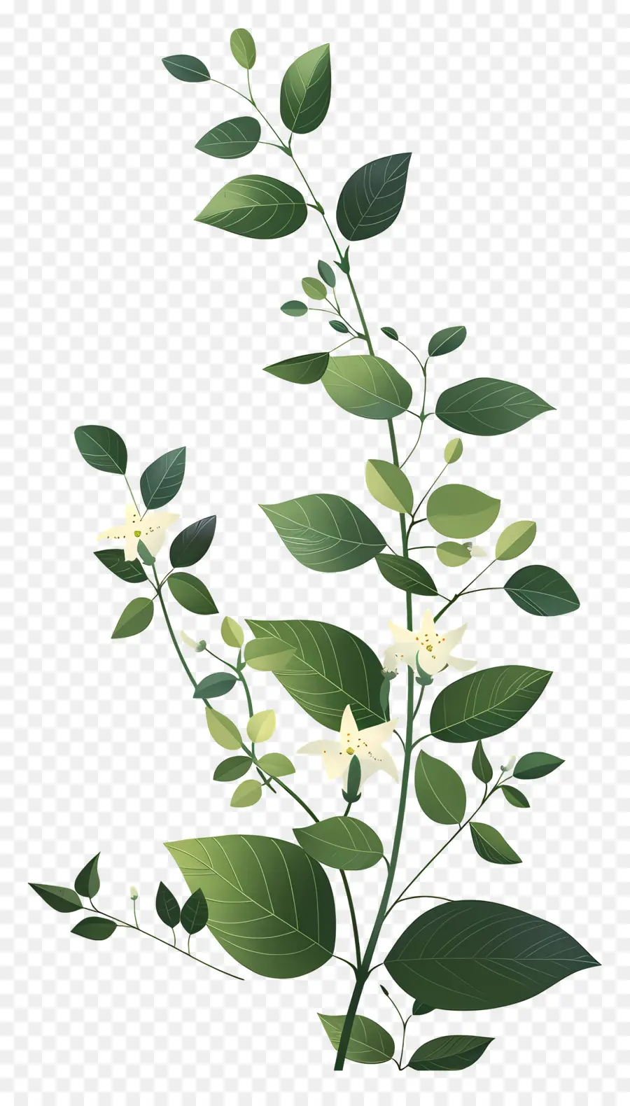 Plante Grimpante，Feuilles Vertes PNG