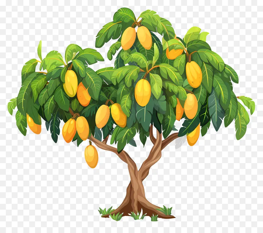 Manguier，Fruit PNG