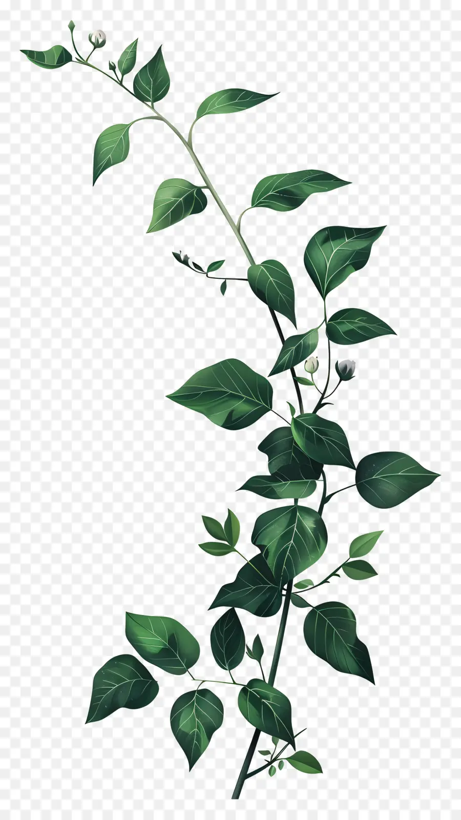 Plante Grimpante，Plante Verte PNG