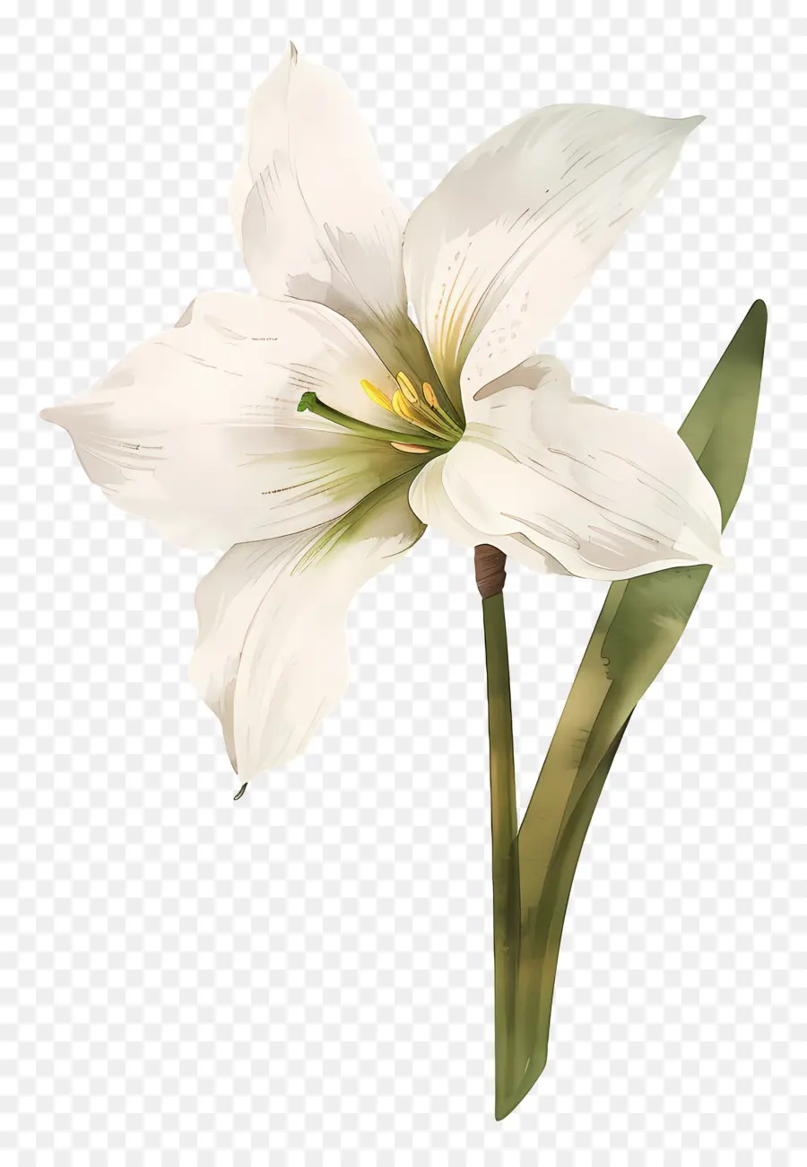 Fleur De Lys，Fleur Blanche PNG