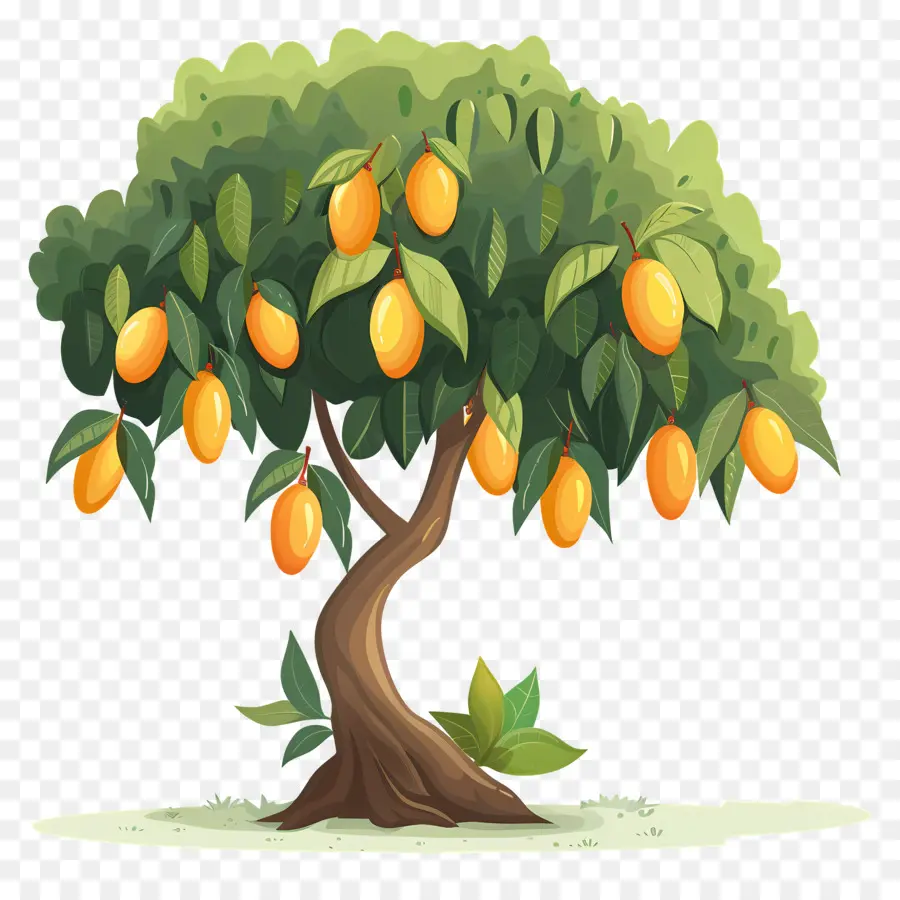 Manguier，Fruit PNG