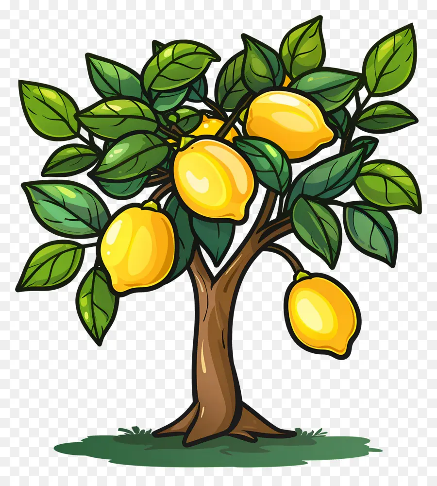 Citronnier，Citron PNG