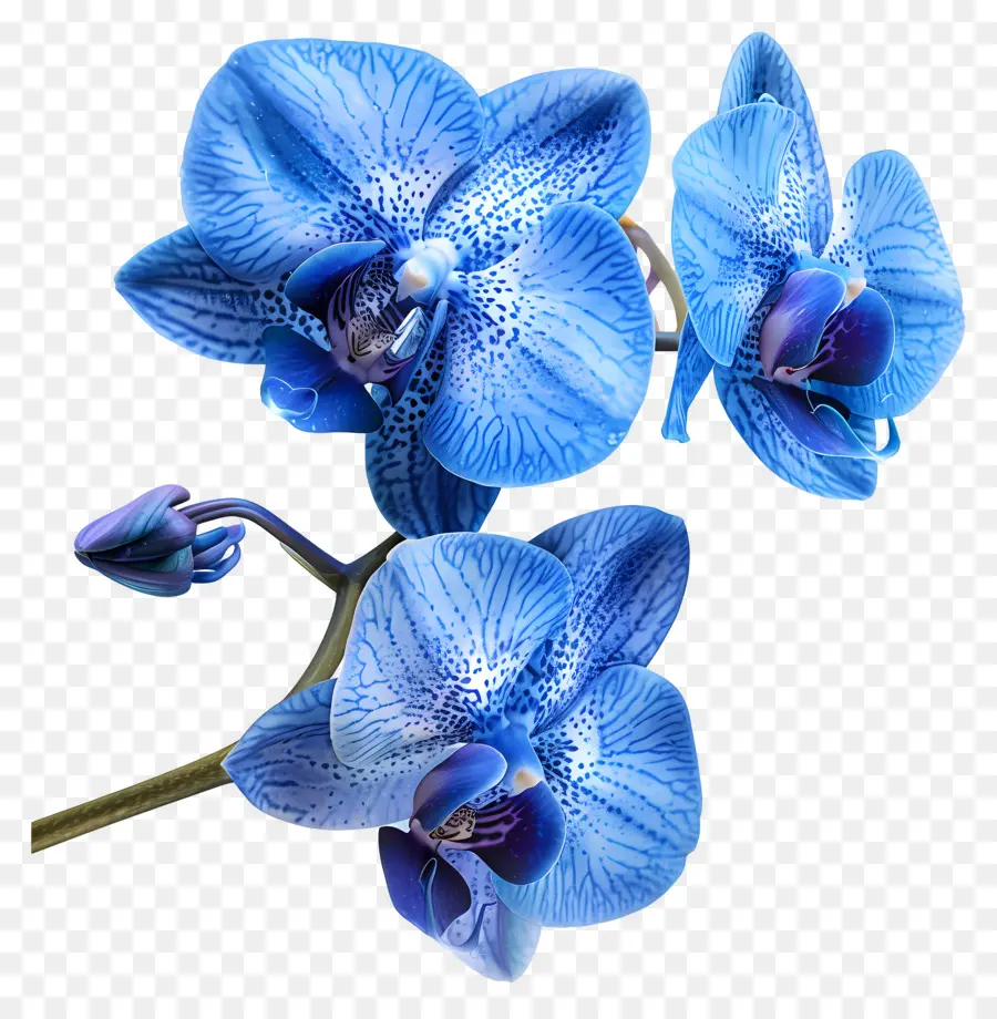 Fleur D'orchidée，Orchidée Bleue PNG