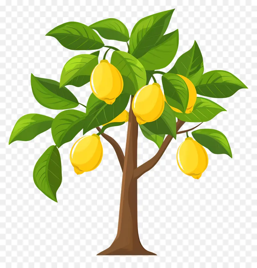 Citronnier，Citron PNG