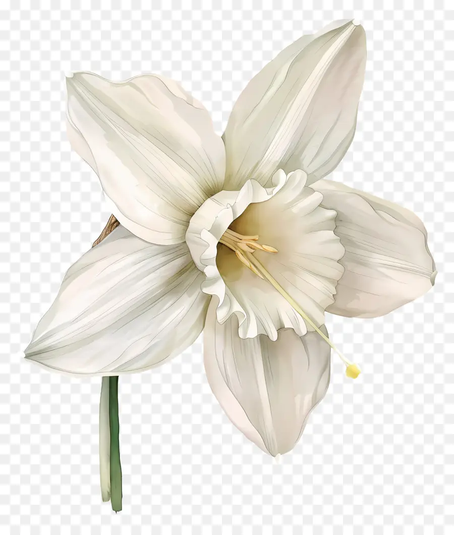 Fleur De Lys，Fleur Blanche PNG