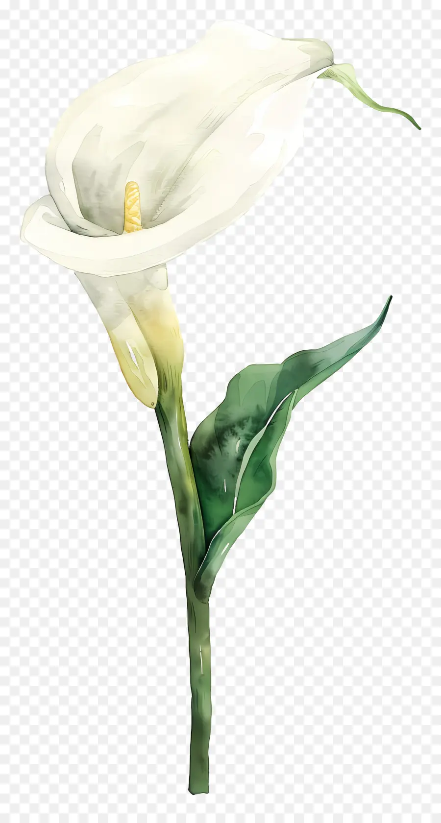 Lily Calla，Lys Calla Blanc PNG