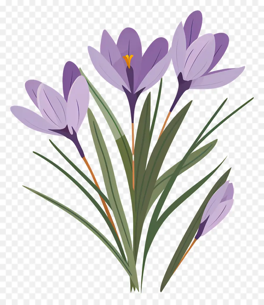 Fleurs De Safran，Fleurs Violettes PNG