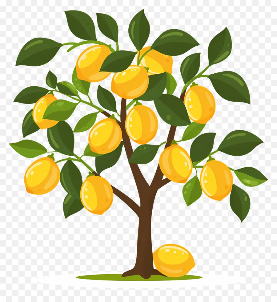 Citronnier，Manguier PNG