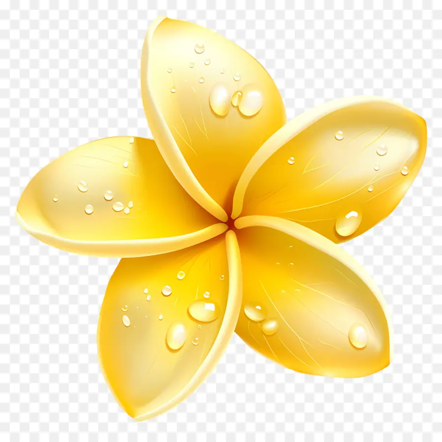 Fleur De Pluméria，Fleur Jaune Avec Des Gouttelettes D'eau PNG