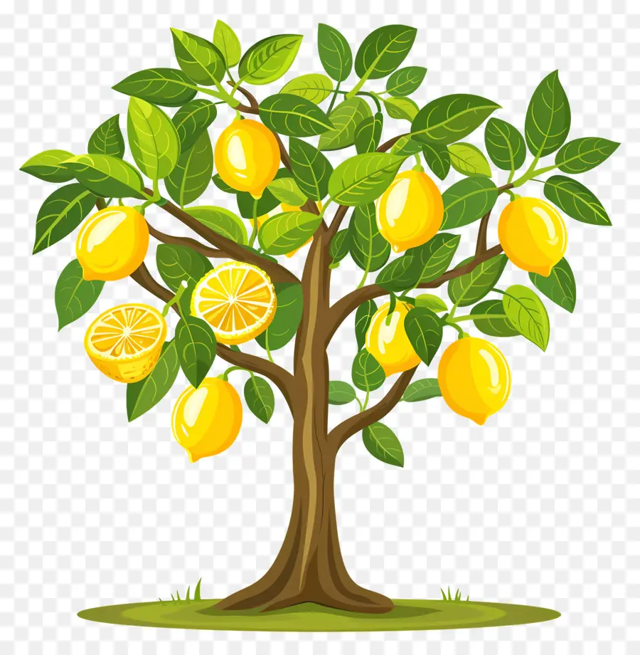 Citronnier，Citron PNG