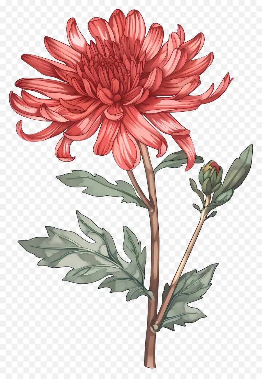 Fleur Vintage，Chrysanthème Rouge PNG