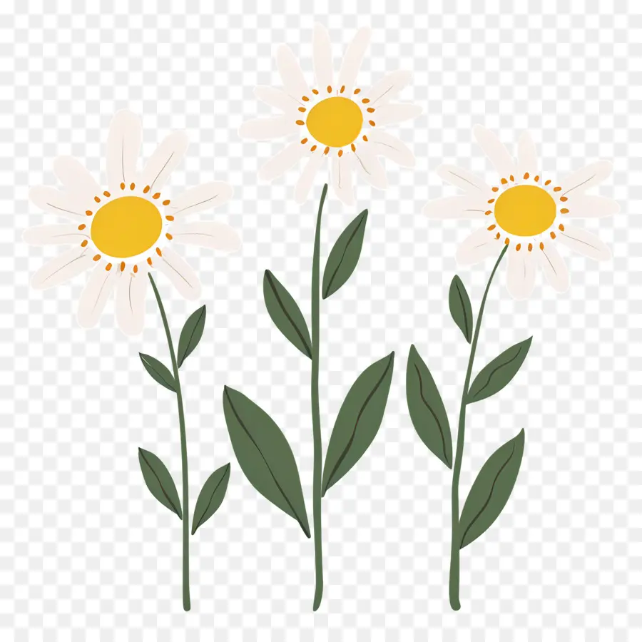 Fleurs De Marguerite，Marguerites PNG