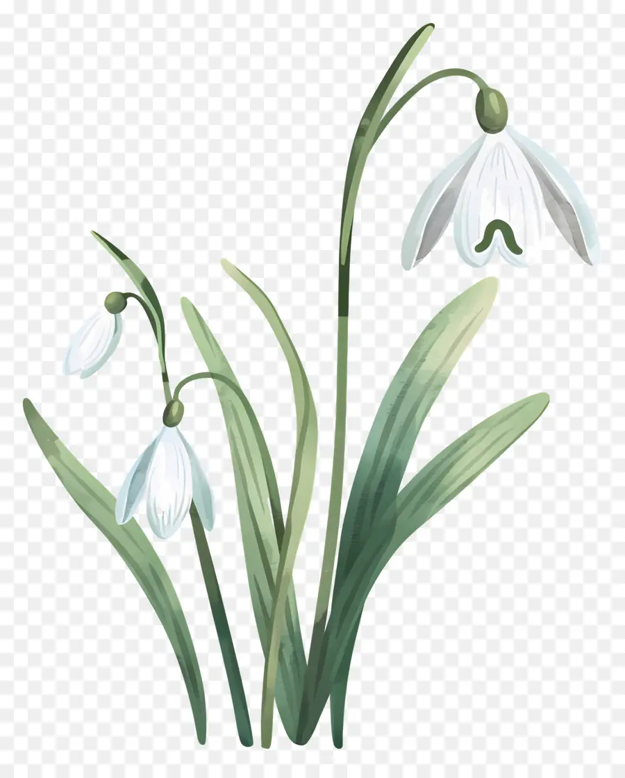 Perce Neige，Fleur De Perce Neige PNG