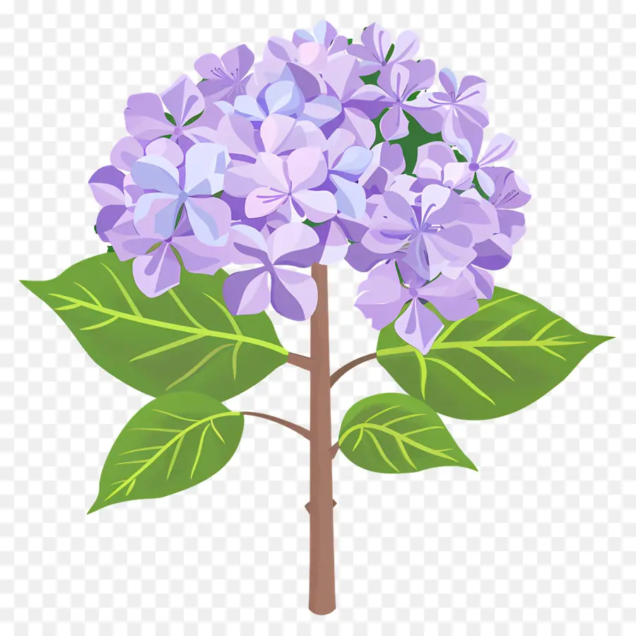 Arbuste D'hortensia，Fleurs Violettes PNG