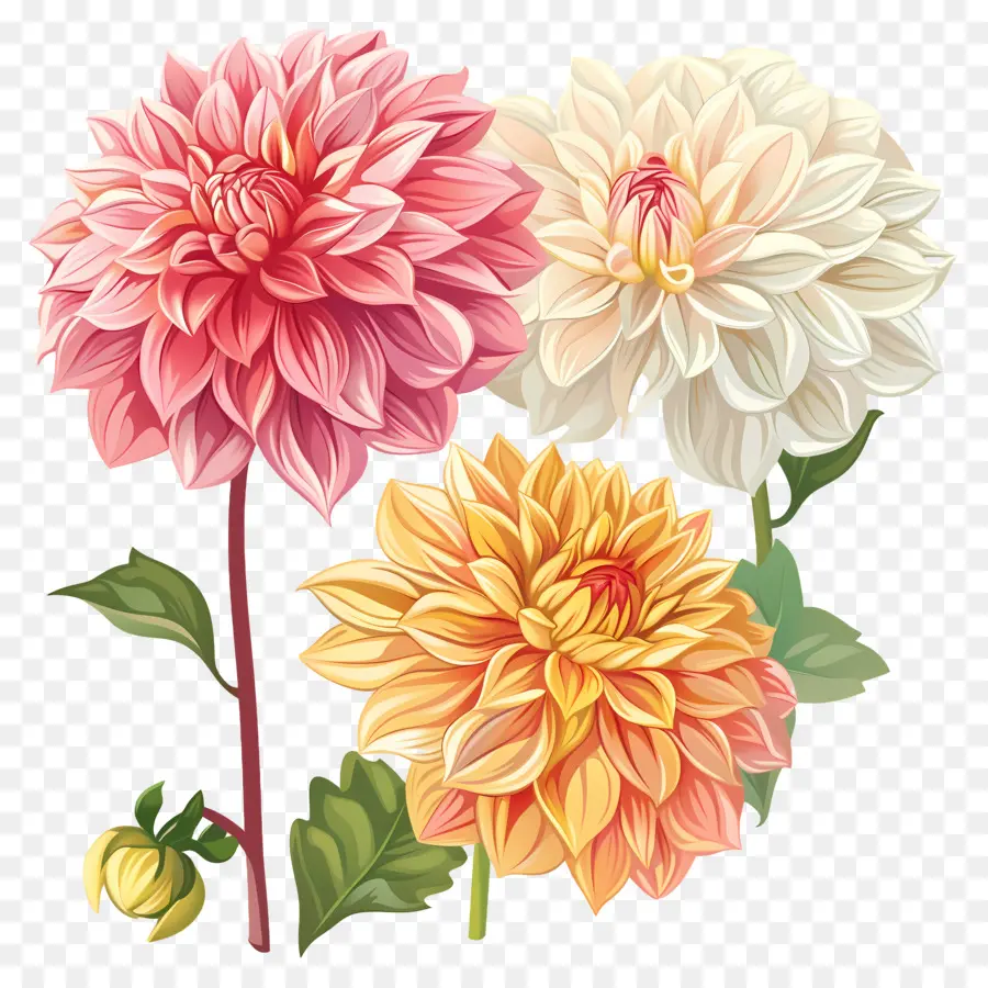 Fleur De Dahlia，Fleurs De Dahlias PNG