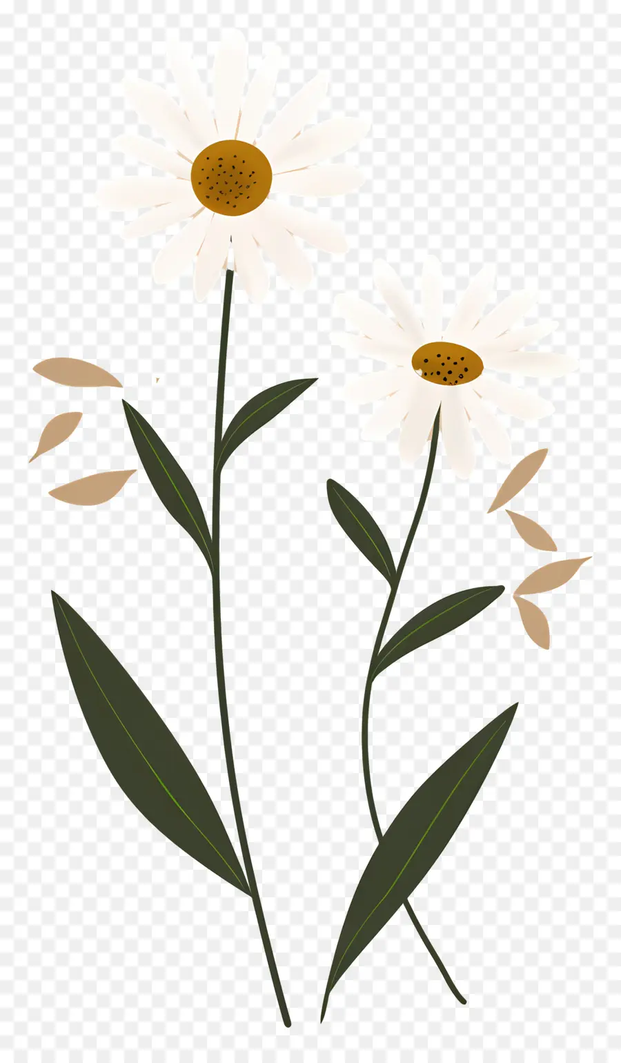 Fleurs De Marguerite，Marguerite PNG