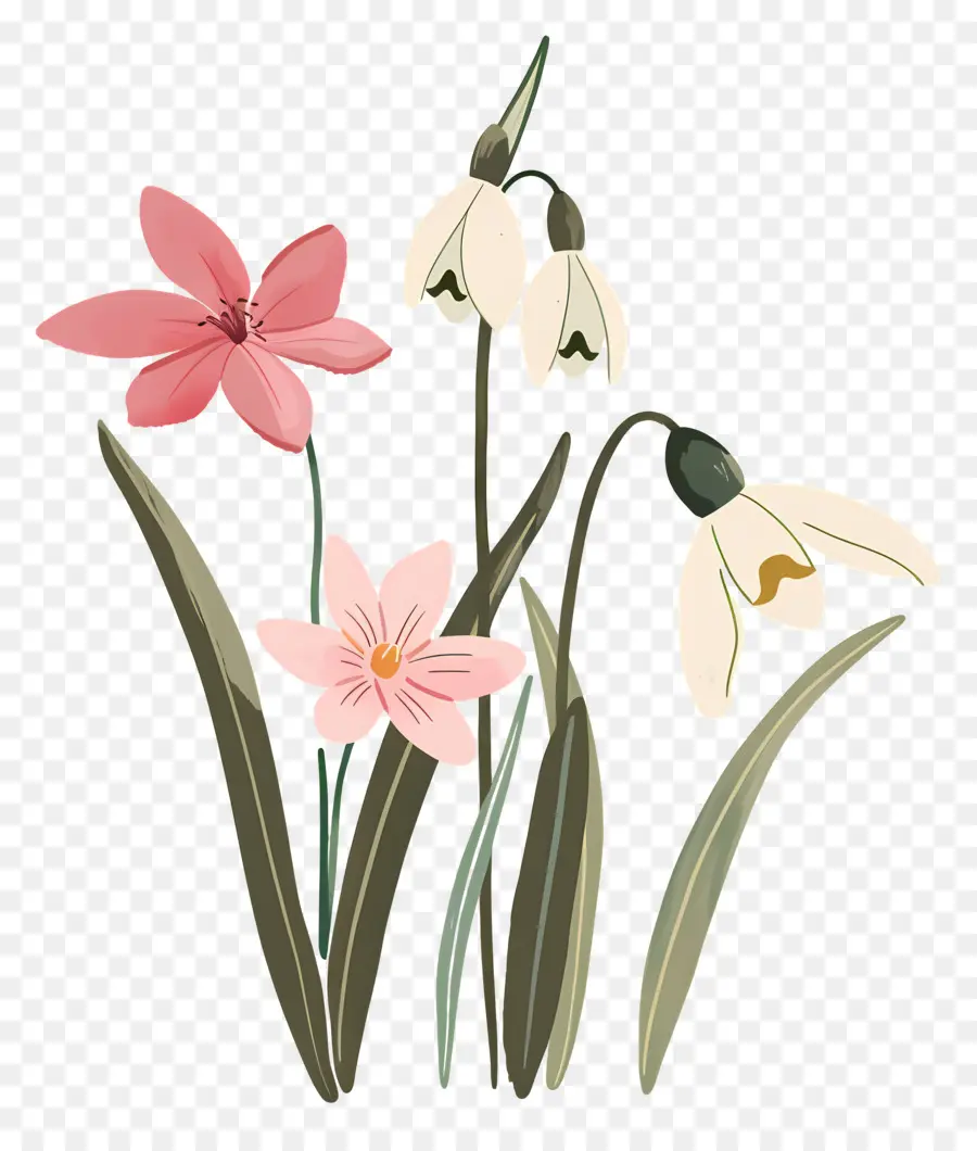 Perce Neige，Fleurs Mélangées PNG