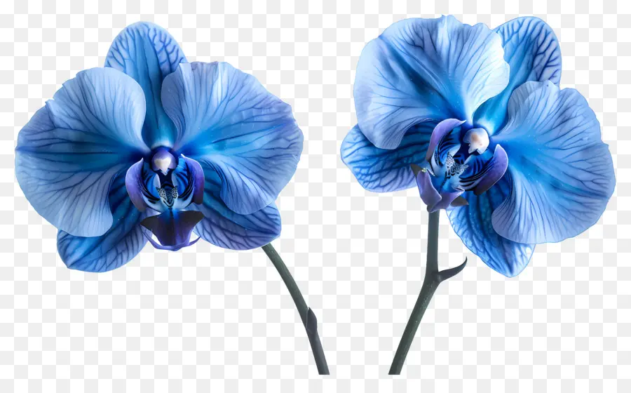 Fleur D'orchidée，Orchidée Bleue PNG