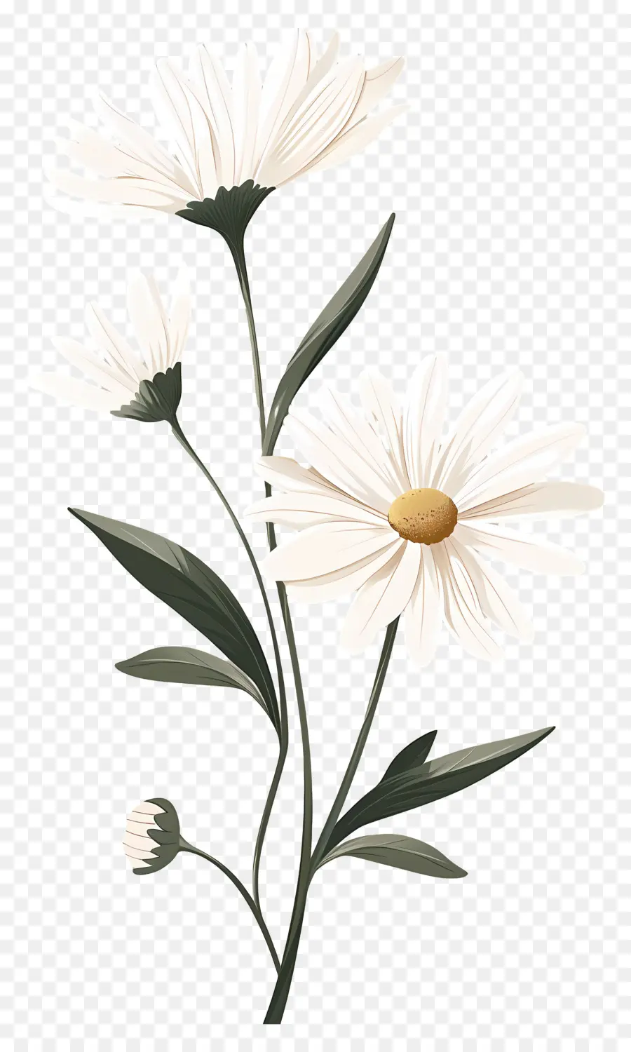 Fleurs De Marguerite，Marguerites PNG