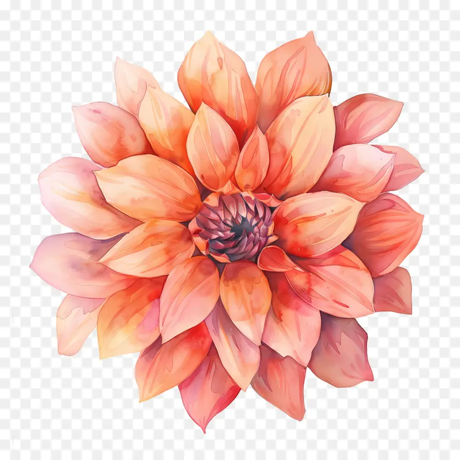 Fleur De Dahlia，Fleur D'oranger PNG