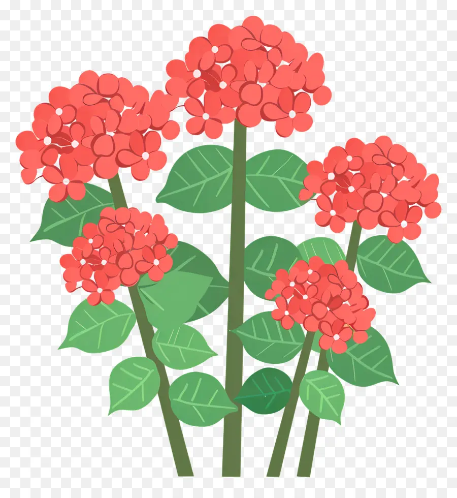 Arbuste D'hortensia，Fleurs Rouges PNG