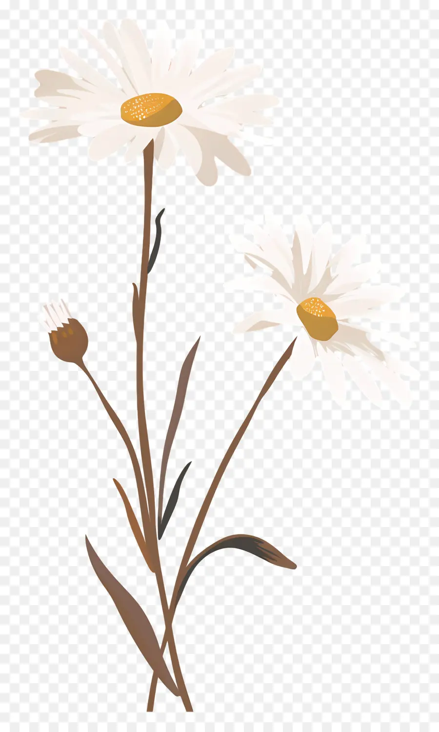 Fleurs De Marguerite，Marguerites PNG