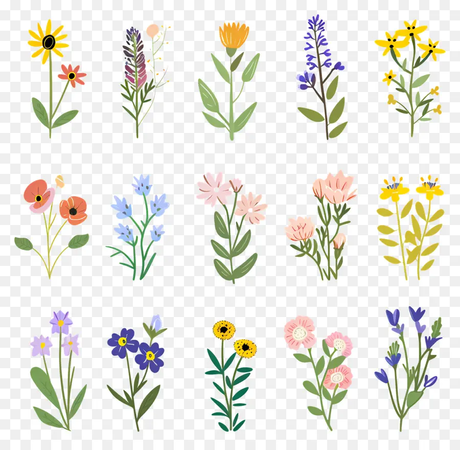 Fleur Sauvage，Diverses Plantes PNG