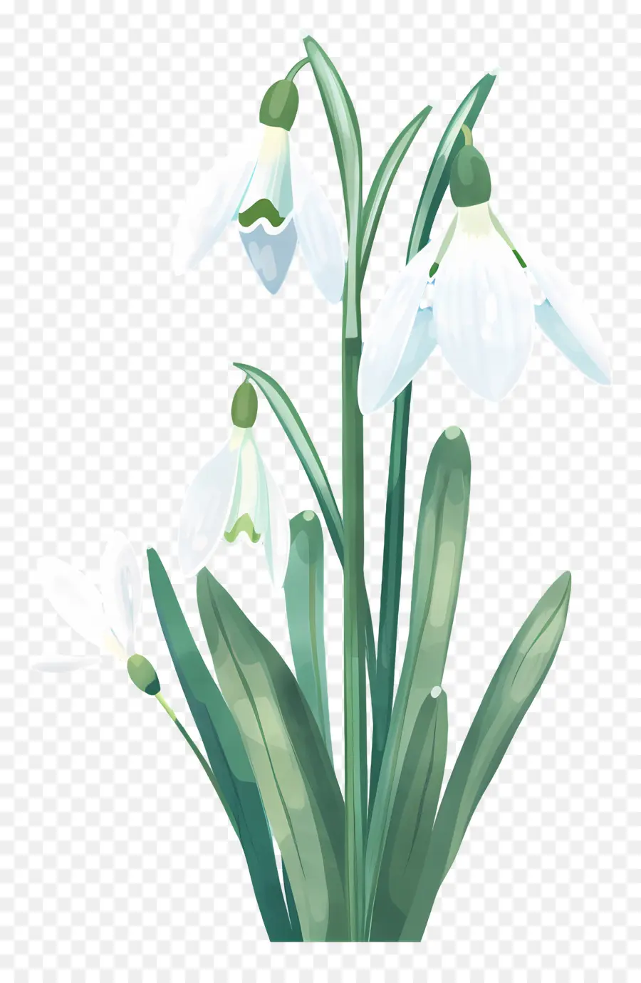 Perce Neige，Fleurs Blanches PNG