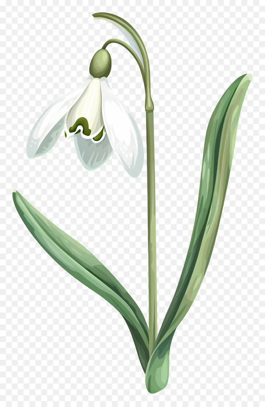 Perce Neige，Fleur De Perce Neige PNG