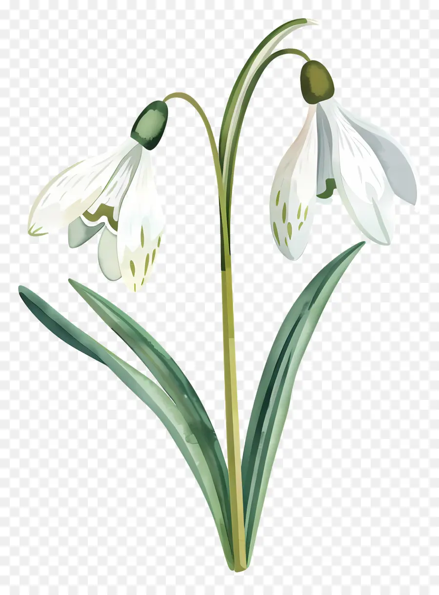 Perce Neige，Fleur De Perce Neige PNG