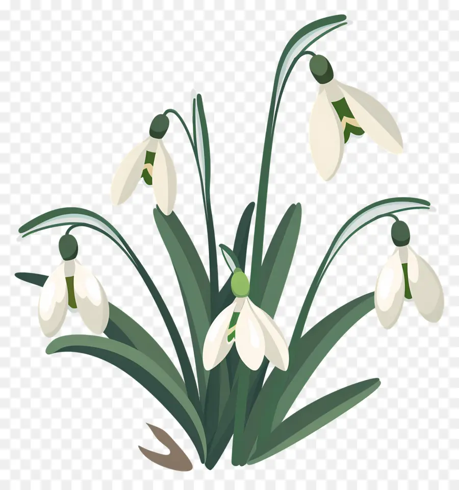 Perce Neige，Fleurs De Perce Neige PNG