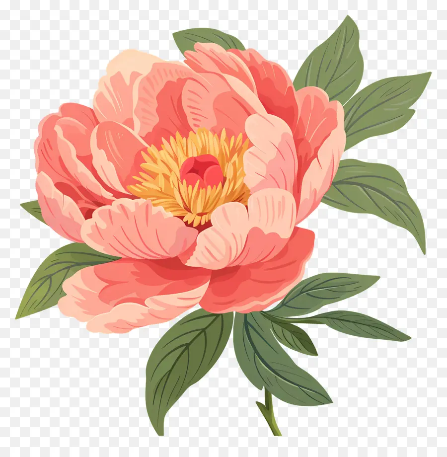 Fleur De Pivoine，Fleur Rose PNG