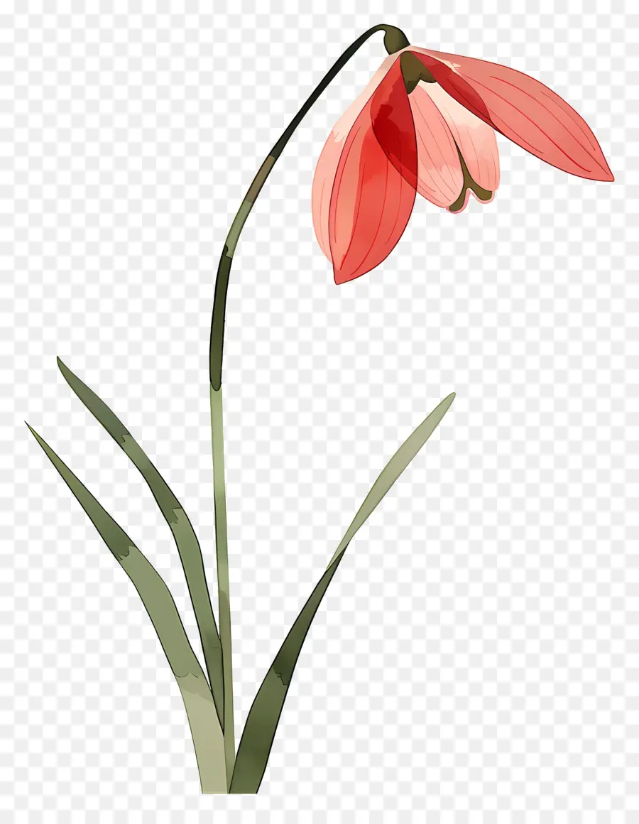 Perce Neige，Fleur De Perce Neige Rouge PNG