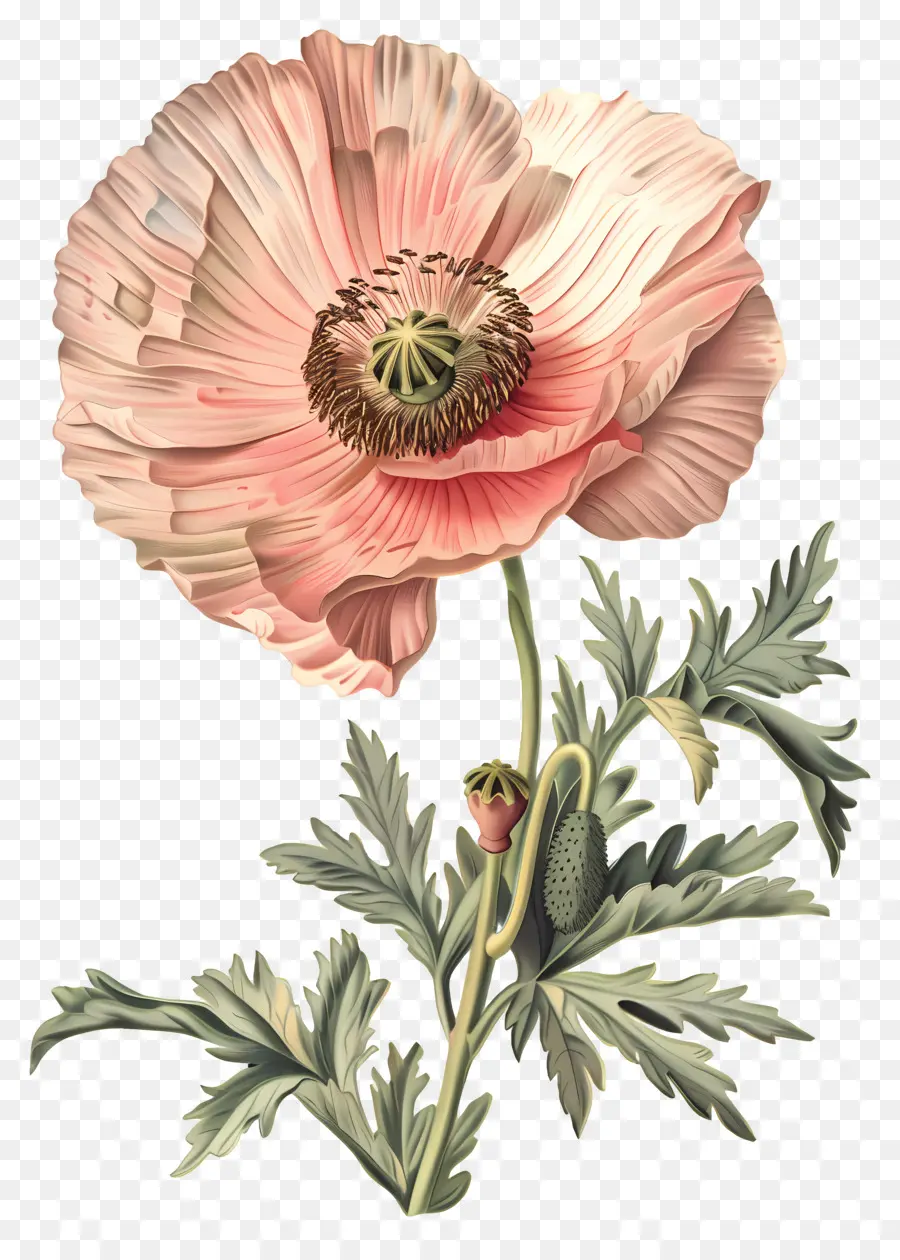 Fleur Vintage，Coquelicot Rose PNG