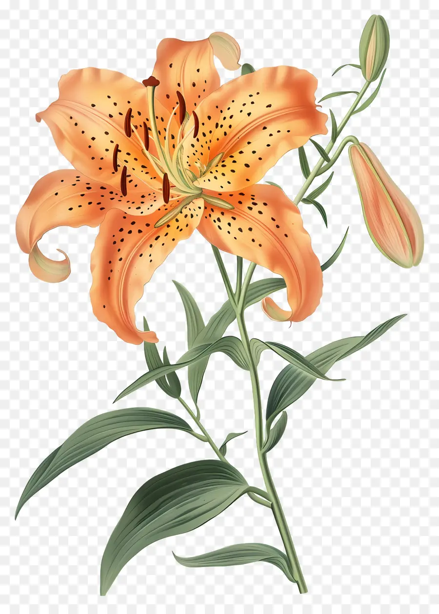 Fleurs Anciennes，Lys Oranges PNG