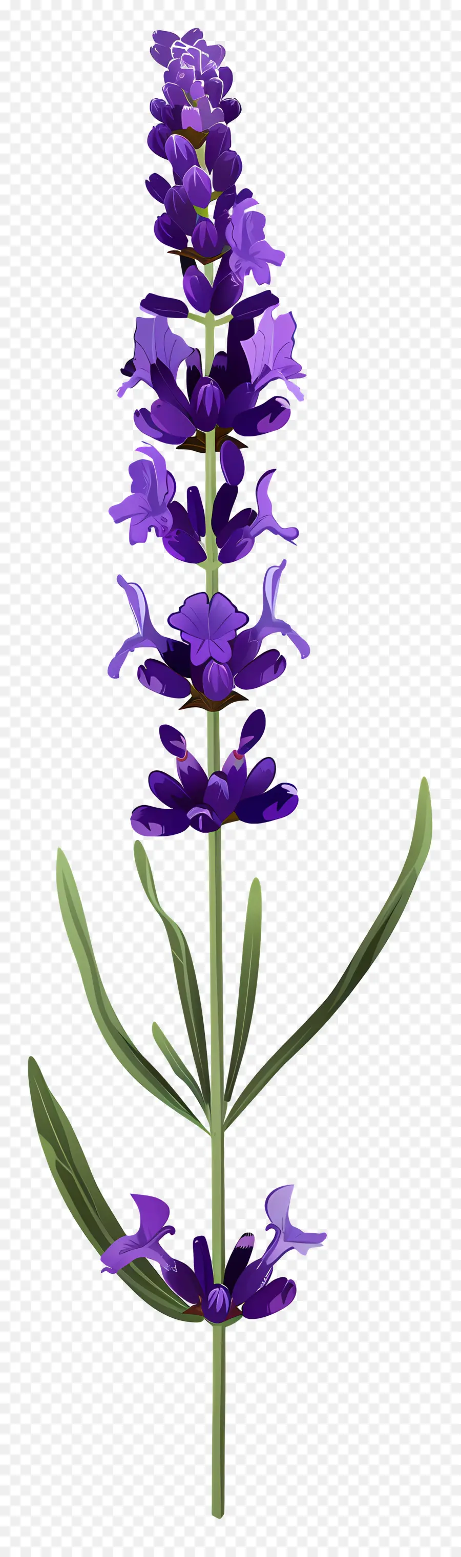 Fleur De Lavande，Fleurs Violettes PNG