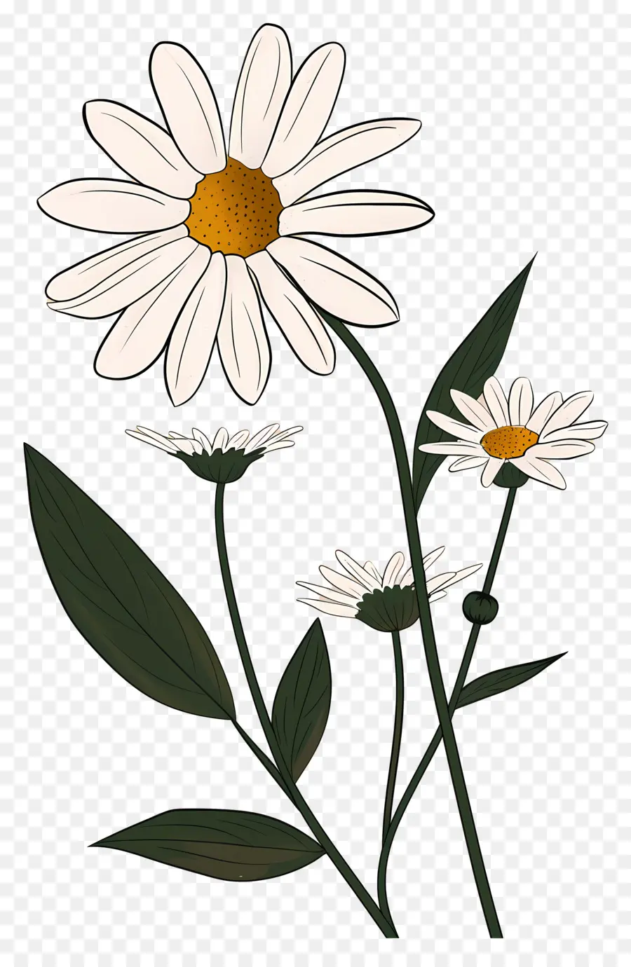 Fleurs De Marguerite，Marguerites PNG