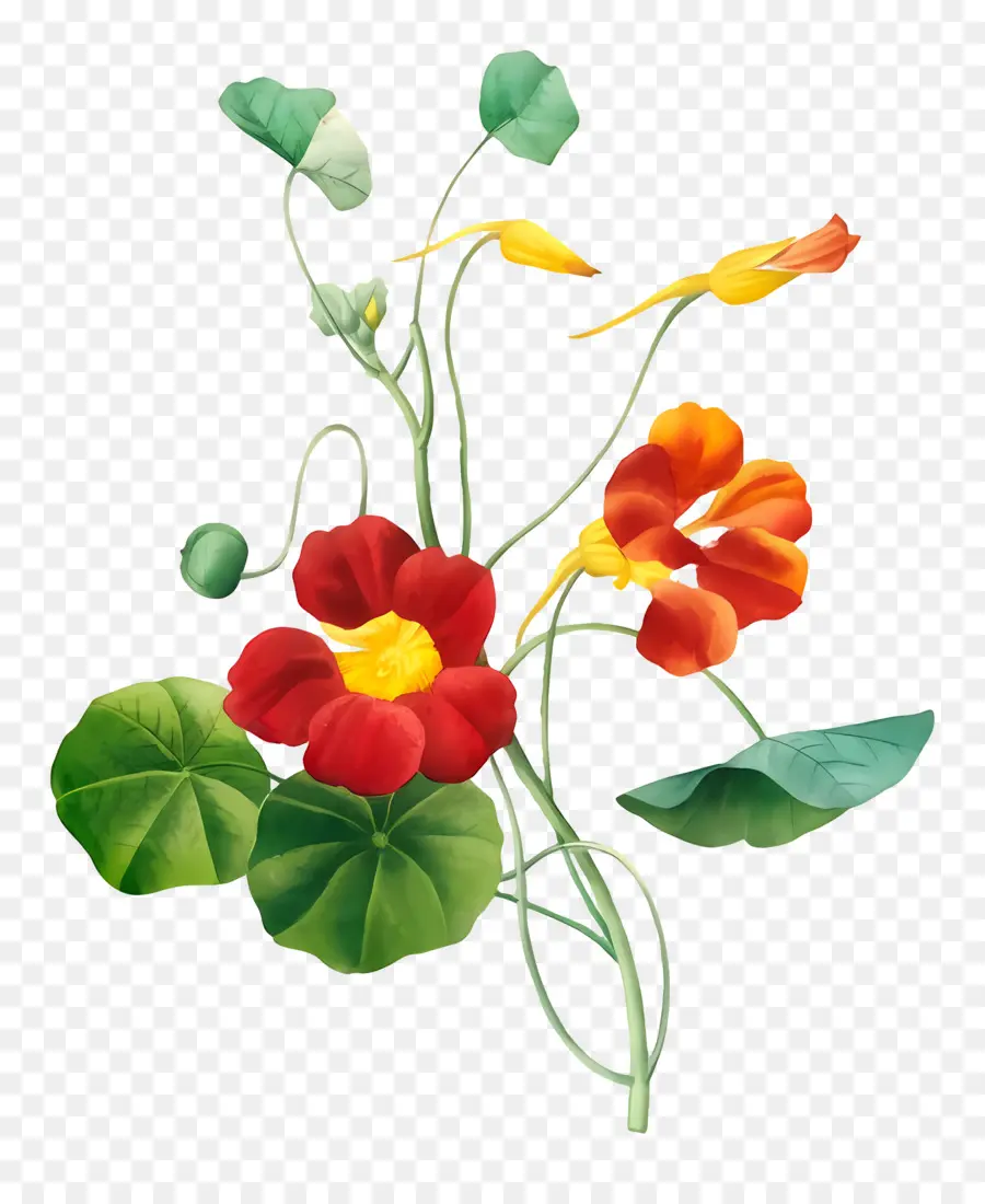 Fleurs Anciennes，Capucines PNG