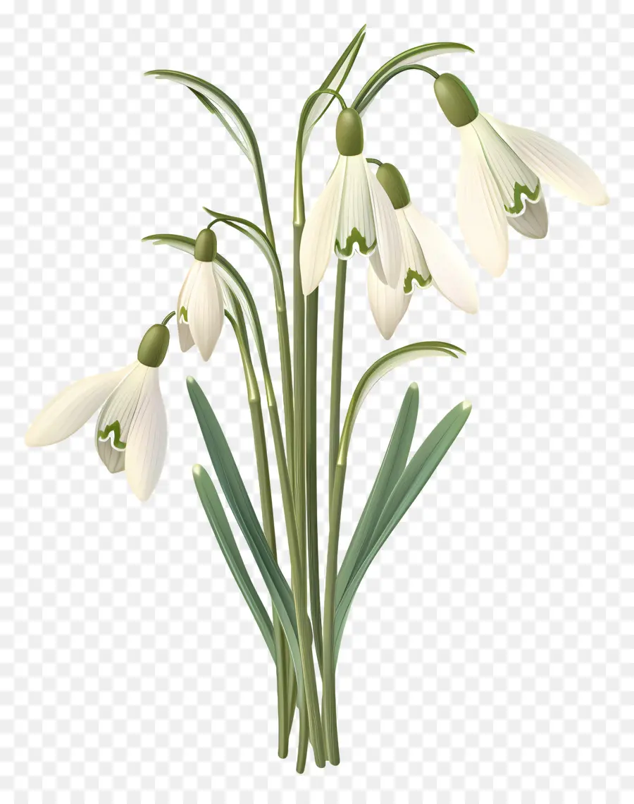 Perce Neige，Fleurs De Perce Neige PNG