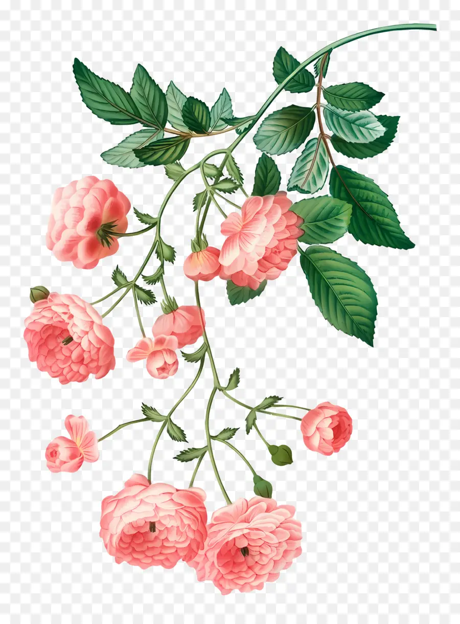 Fleurs Anciennes，Rosiers Grimpants Roses PNG