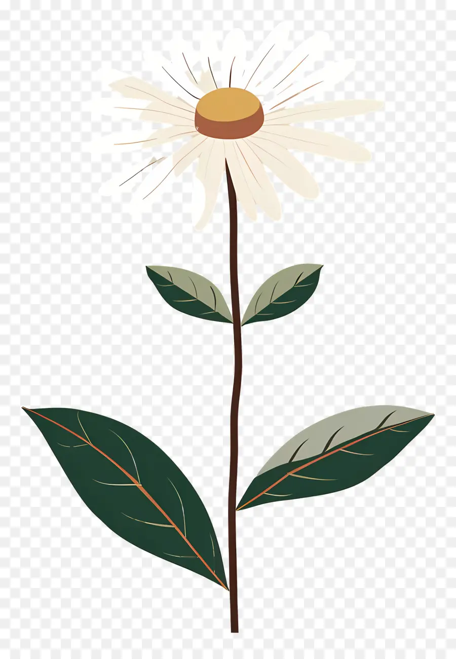 Fleur De Marguerite，Fleur PNG