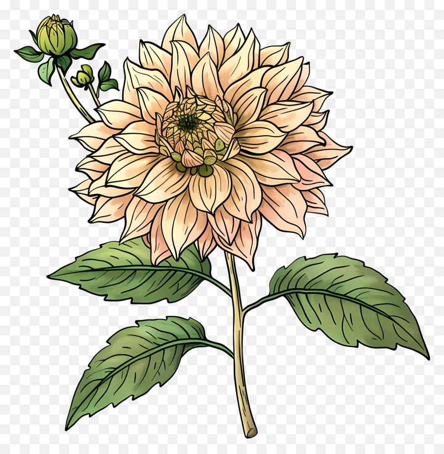 Fleur De Dahlia，Fleur Simple PNG